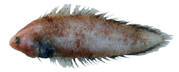 Symphurus ligulatus_03.jpg
